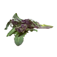 Purple Sprouting Broccoli